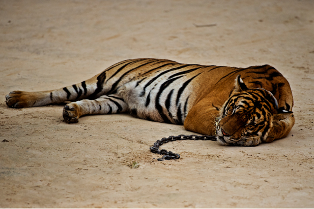 Save Asia's Last Tigers - WWF-Singapore | Support WWF